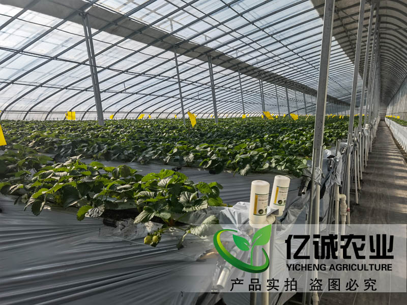 智能溫室大棚承建哪家好？如何種植和管理才能提高，大棚的經(jīng)濟(jì)效益呢？
