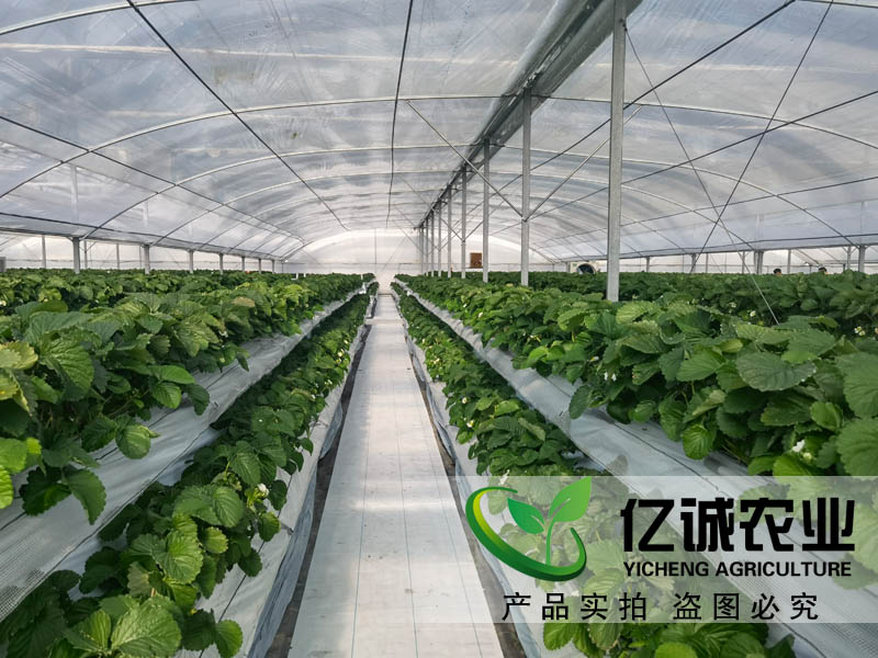 遮陽系統(tǒng)在玻璃溫室草莓種植中有哪些優(yōu)勢(shì)？